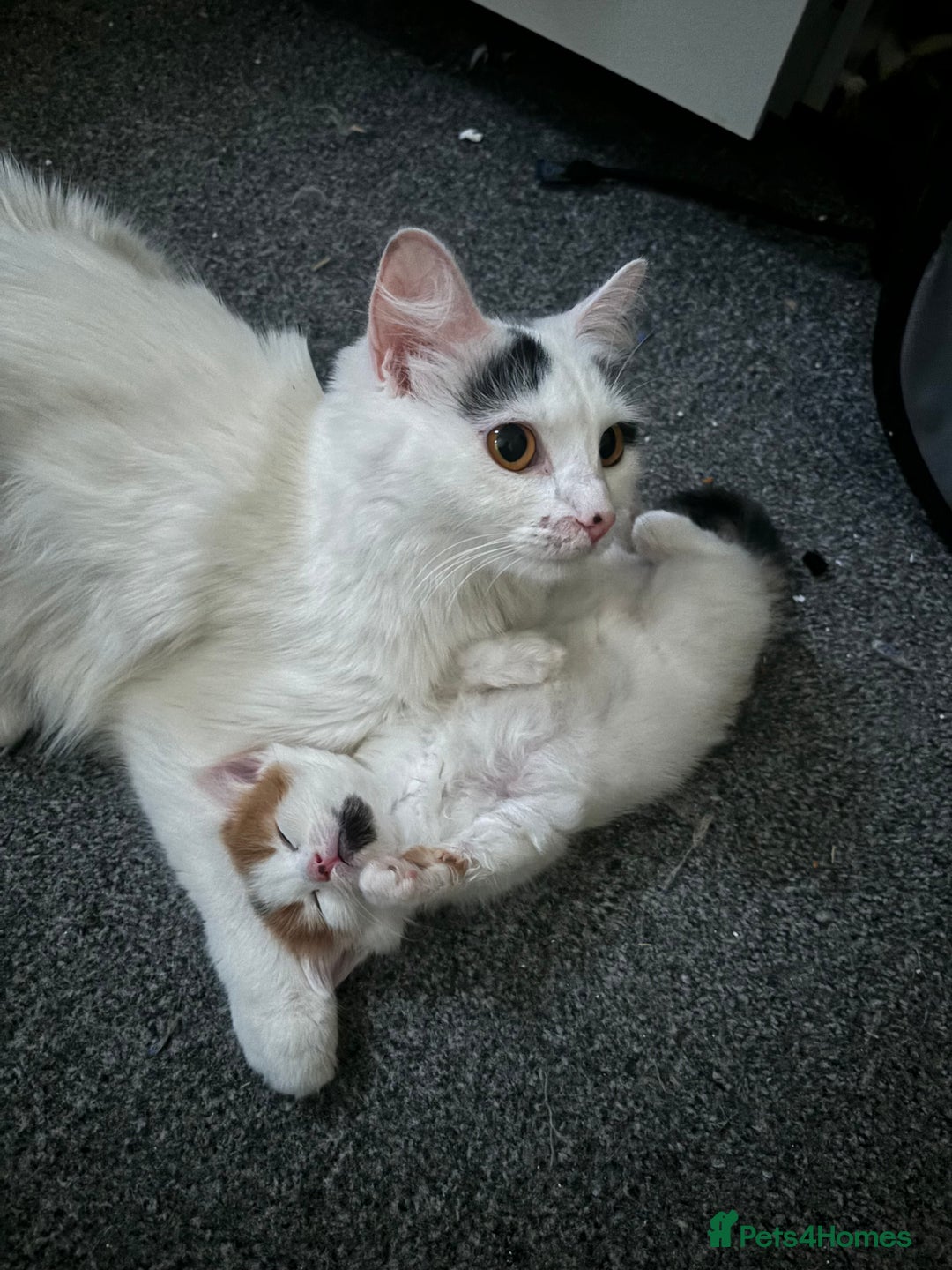 Turkish Van cats for sale: Three kittens  - Image 4