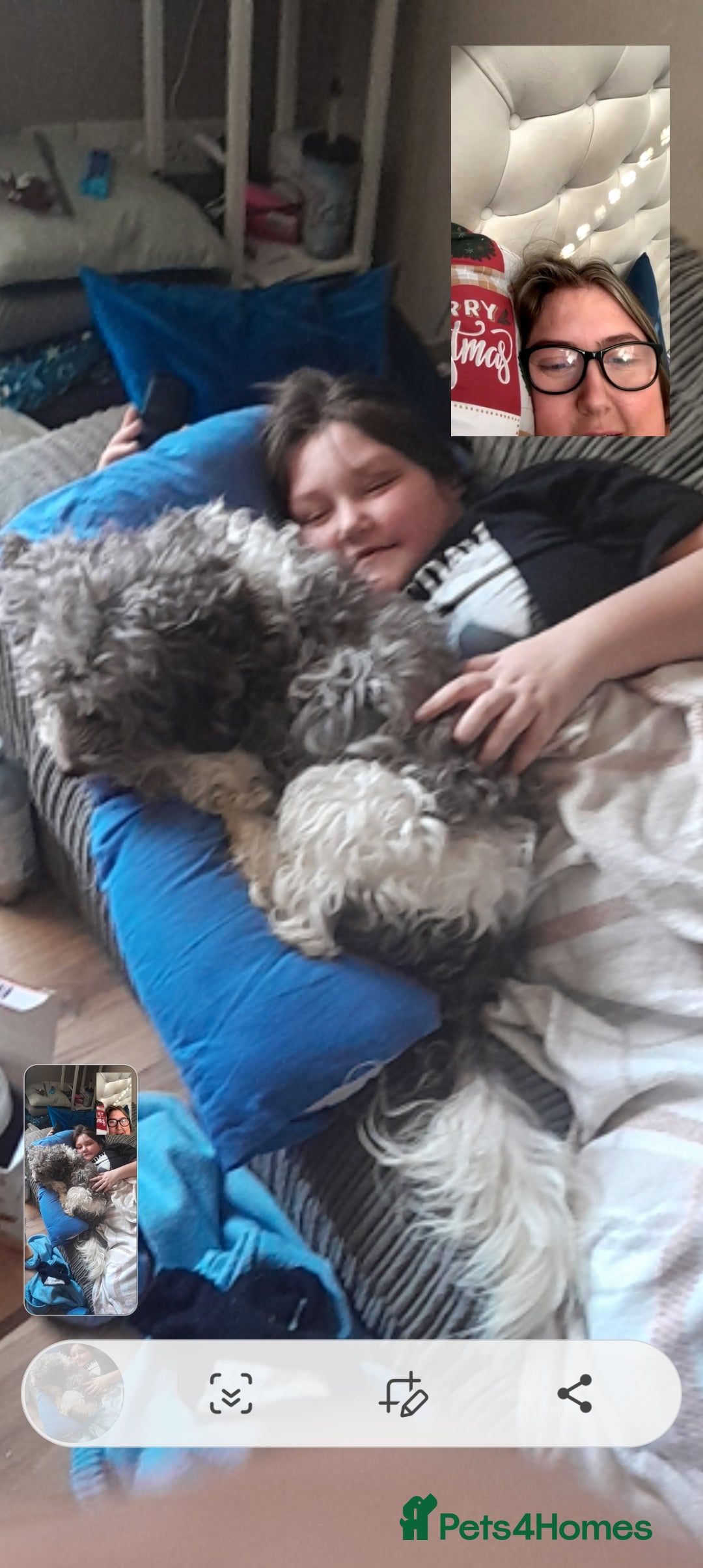 Mixed Breed dogs for sale: 5 staff x cockapoo pups  - Advert 37