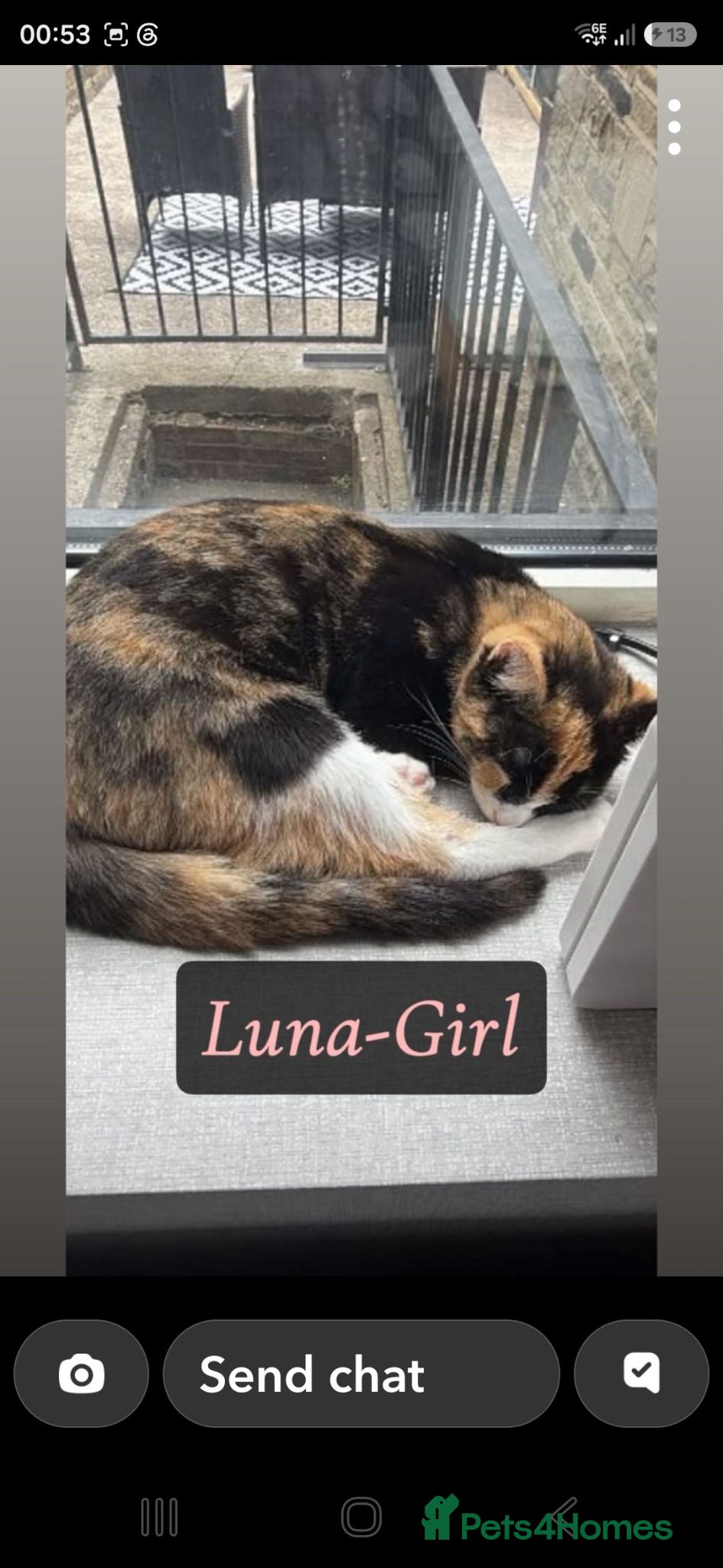 Mixed Breed cats Two female cats looking for their forever home  - Advert 2