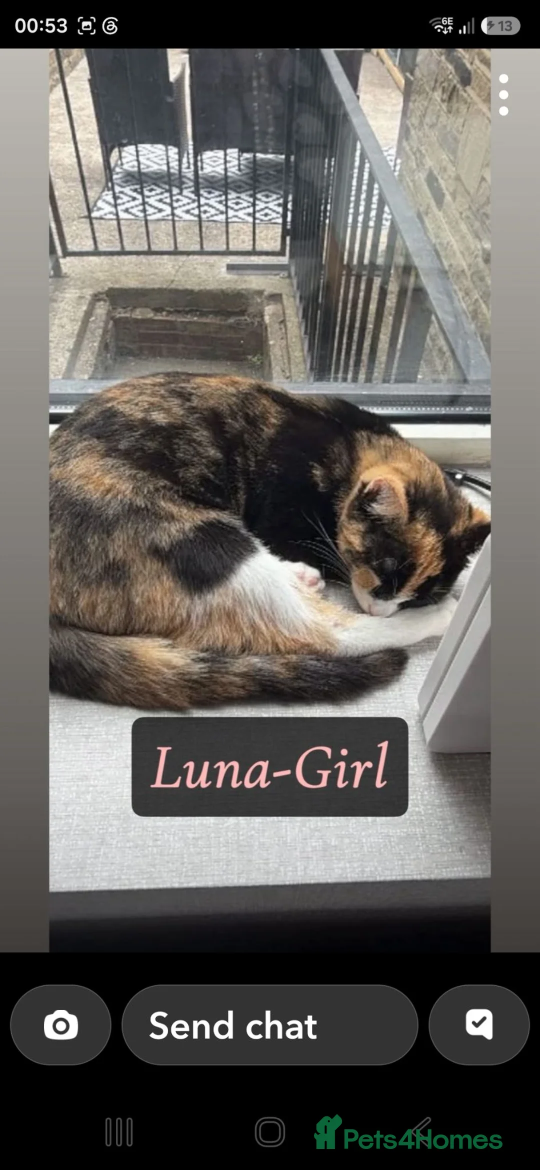 Mixed Breed cats for sale: Two female cats looking for their forever home  - Advert 1