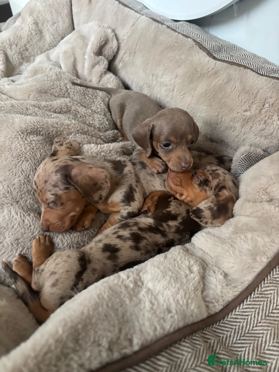 Dachshund dogs for sale: Miniature dachshund  - Advert 2