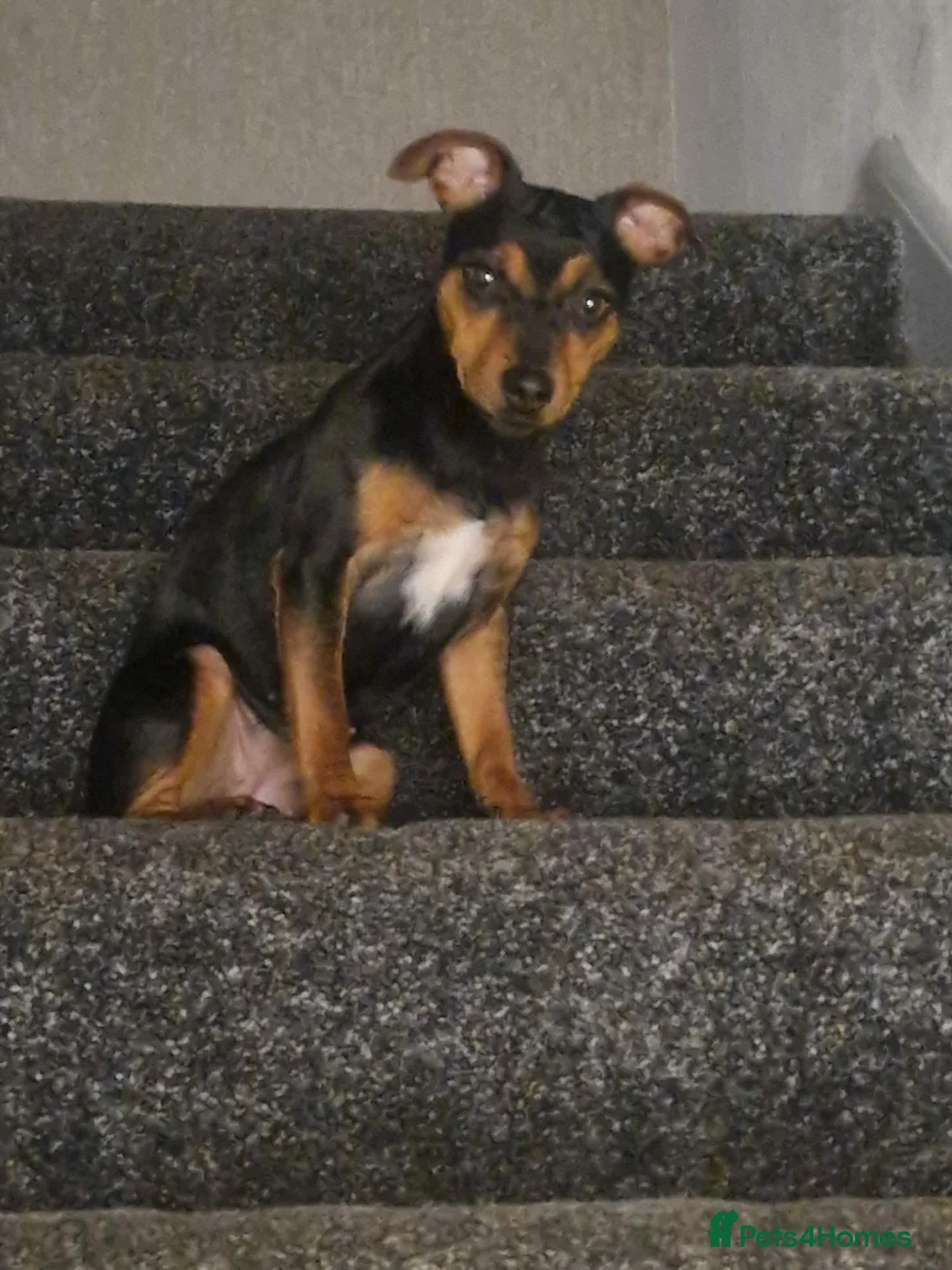 Jack Russell dogs for sale: Jack russell puppies - Advert 3