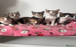Mixed Breed cats for sale: Beautiful kittens  - Image 12