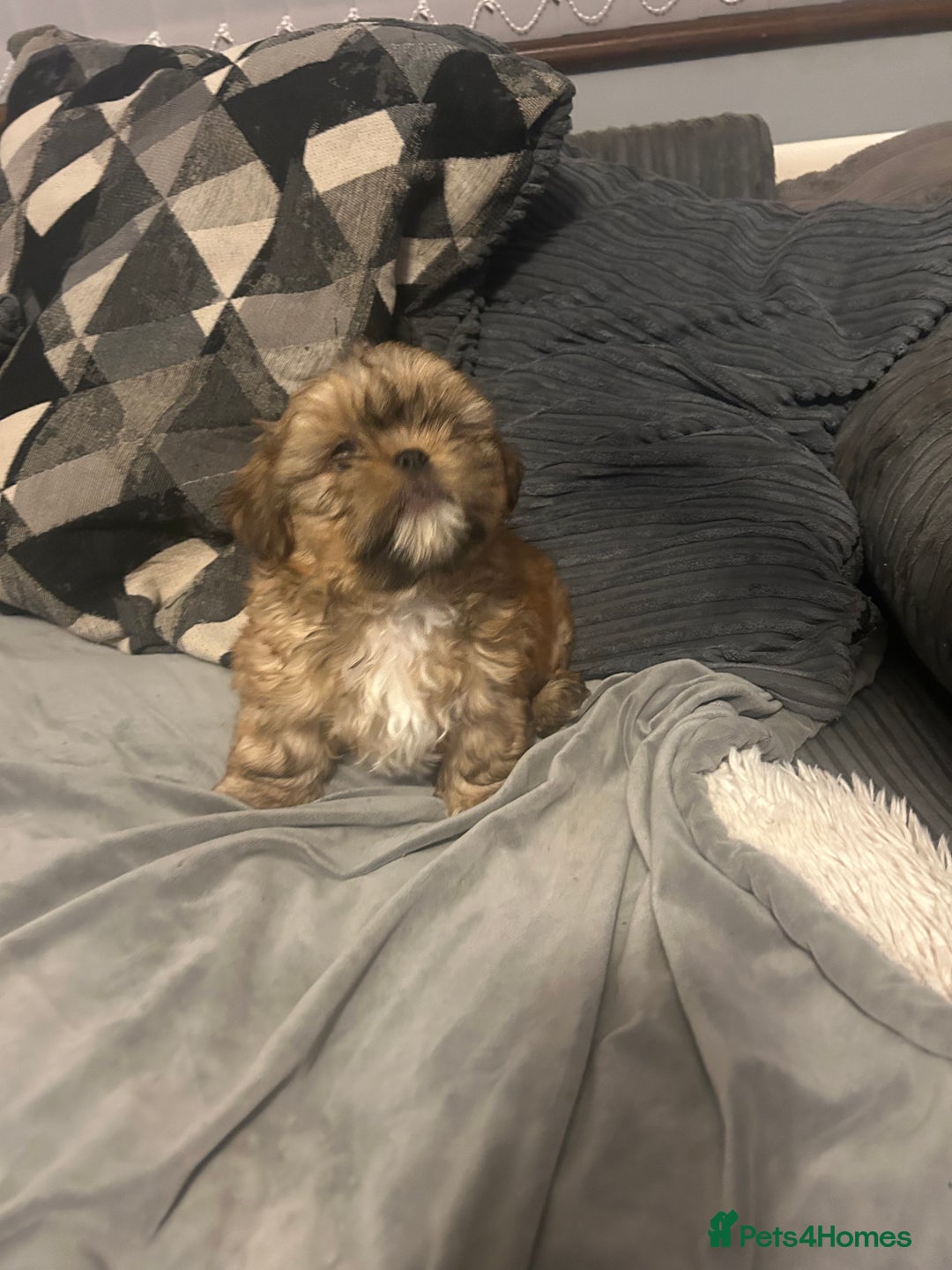 Shih Tzu dogs for sale: Gorgeous little boy - Advert 10
