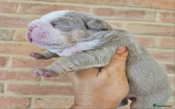 English Bulldog dogs for sale: Outstanding KC English Bulldogs, Top Quality Pups - Image 35
