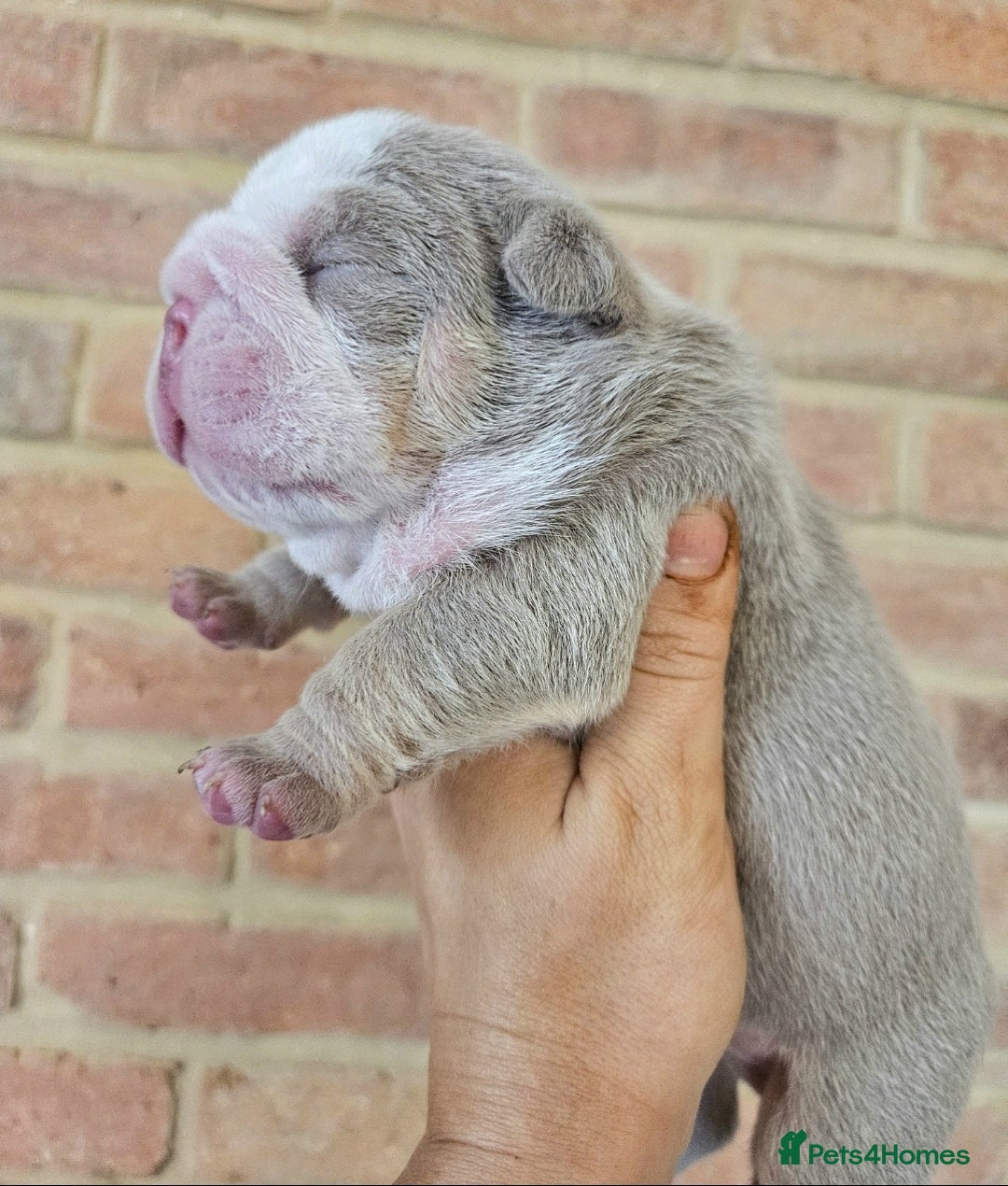 English Bulldog dogs for sale: Outstanding KC English Bulldogs, Top Quality Pups - Image 35