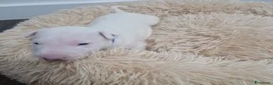 Bull Terrier Puppy 1