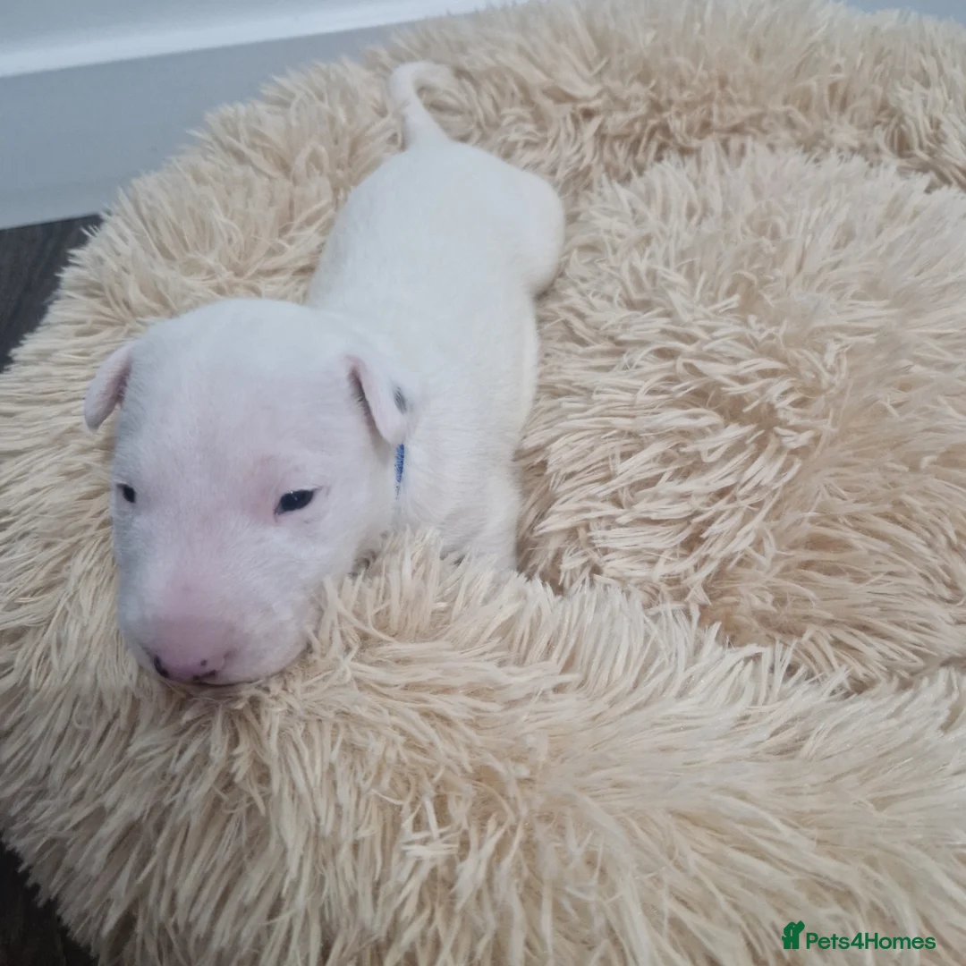 Bull Terrier dogs for sale: Bullterrier  - Advert 15