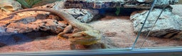 Bearded Dragon reptiles for sale: Male bearded dragon  - Advert 1