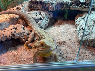 Bearded Dragon reptiles Male bearded dragon - Advert 1