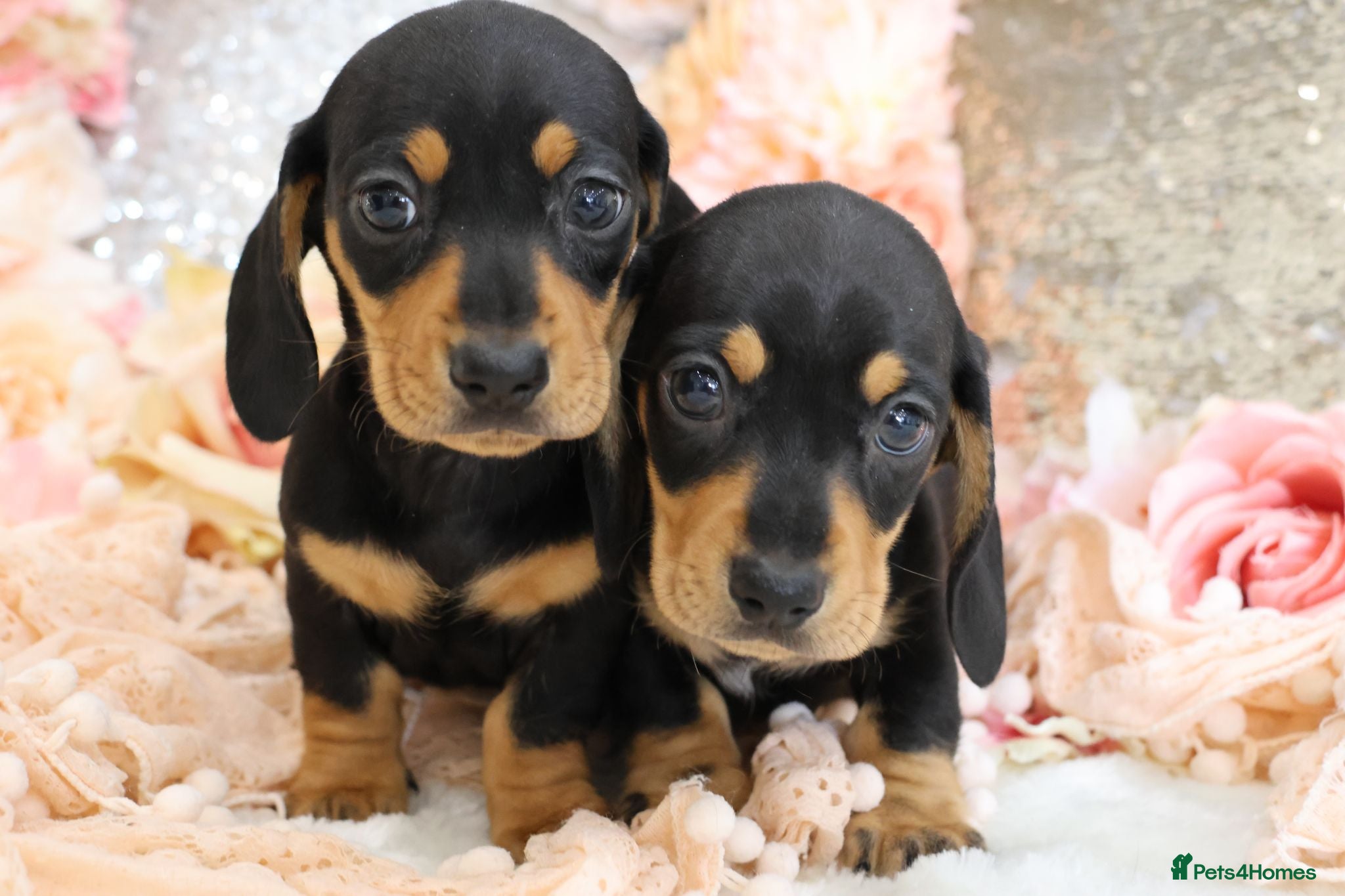 Miniature Dachshund dogs KC Miniature Dachshund Puppies - Advert 6