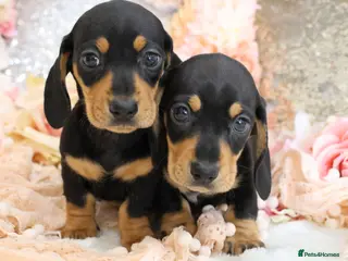 Miniature Dachshund dogs KC Miniature Dachshund Puppies - Advert 6