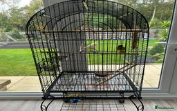 Canaries birds for sale: Pair of Canaries with Cage - Image 1