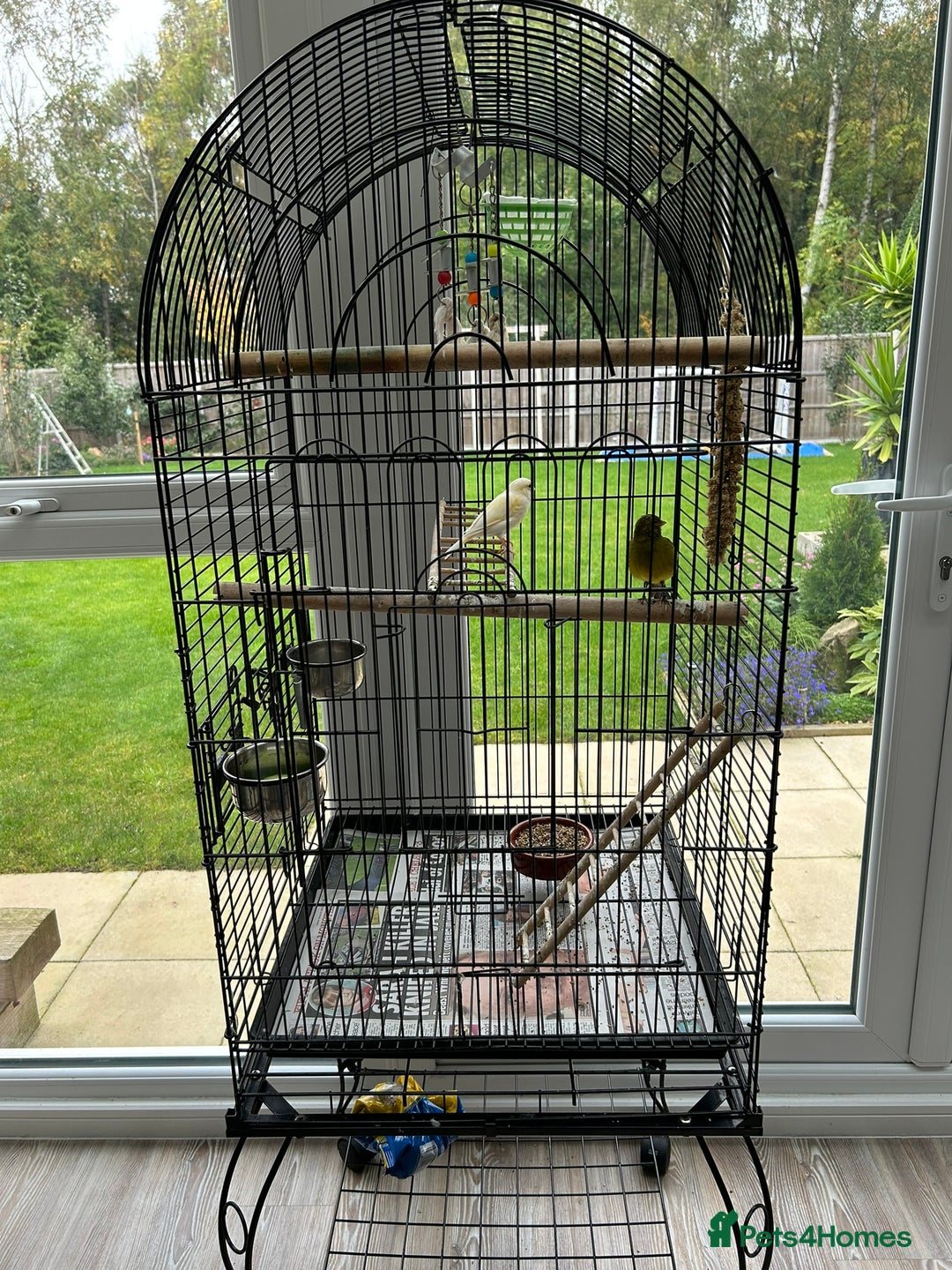 Canaries birds for sale: Pair of Canaries with Cage - Image 1