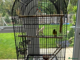 Canaries birds - Advert 5