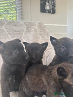 Belgian Shepherd Dog dogs Belgian shepherds - Advert 4