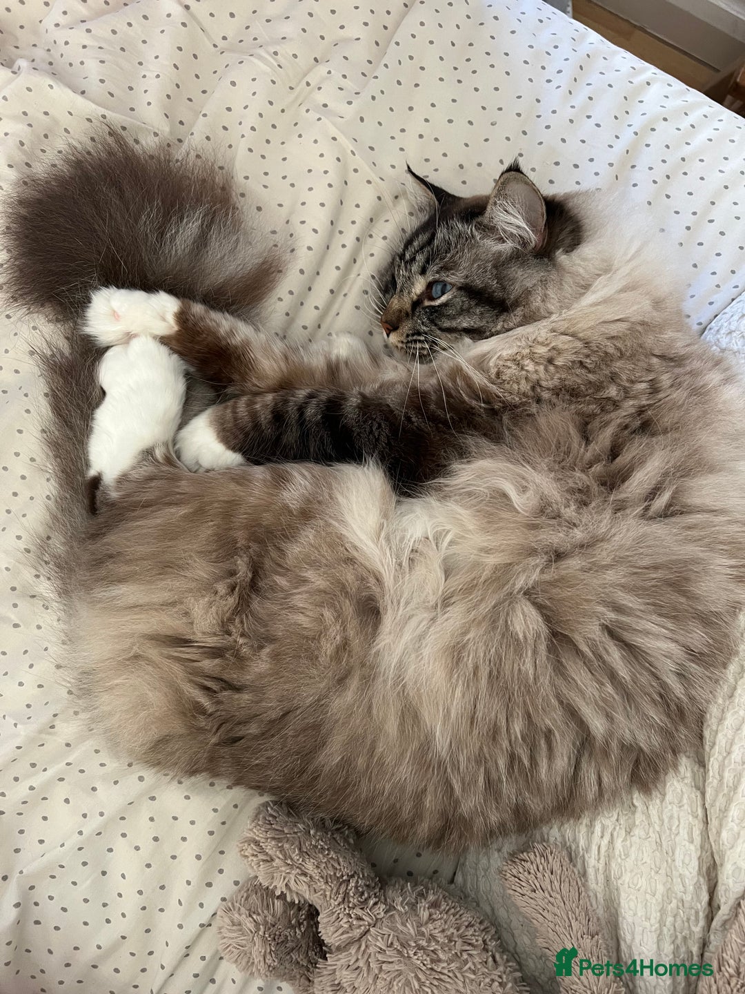 Ragdoll cats for sale: Male 6 year old Tabby Lynx Ragdoll cat - Image 7
