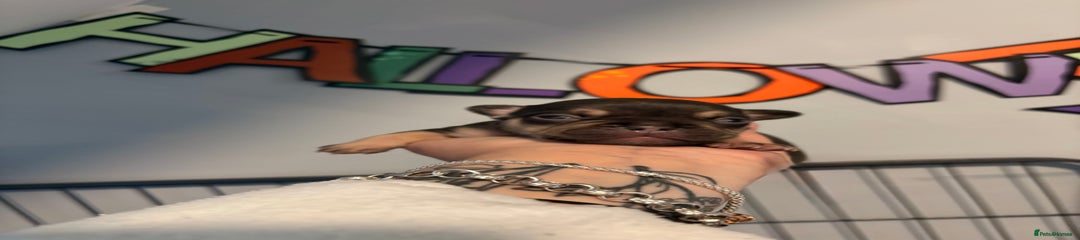 French Bulldog Puppy 5