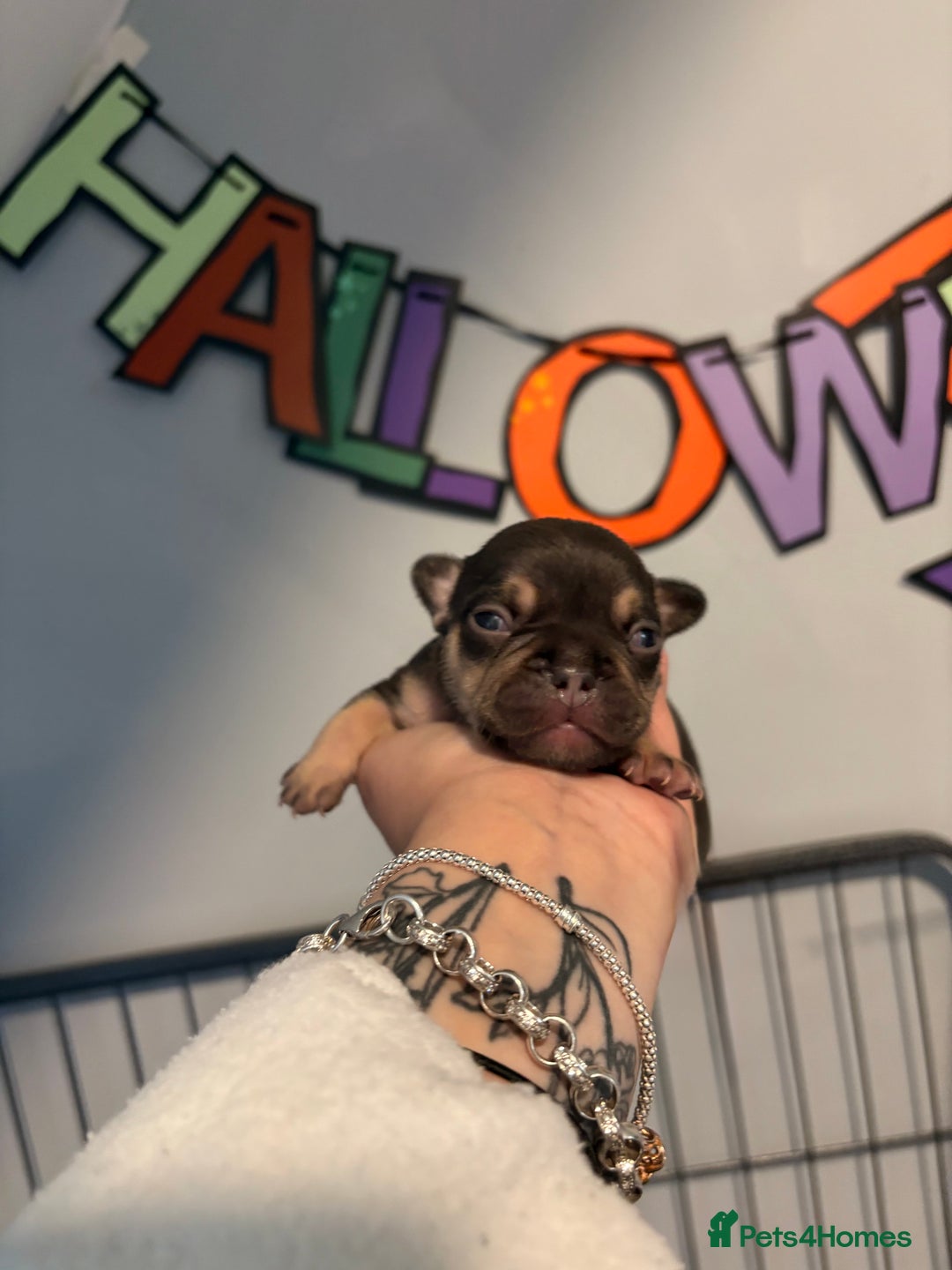 French Bulldog dogs for sale: The final 3 Kc registered French Bulldogs🐾 - Image 12
