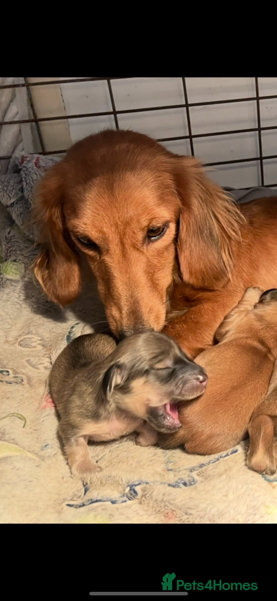 Miniature Dachshund dogs Cream & Shaded Cream KC Mini Dachshunds  - Advert 2