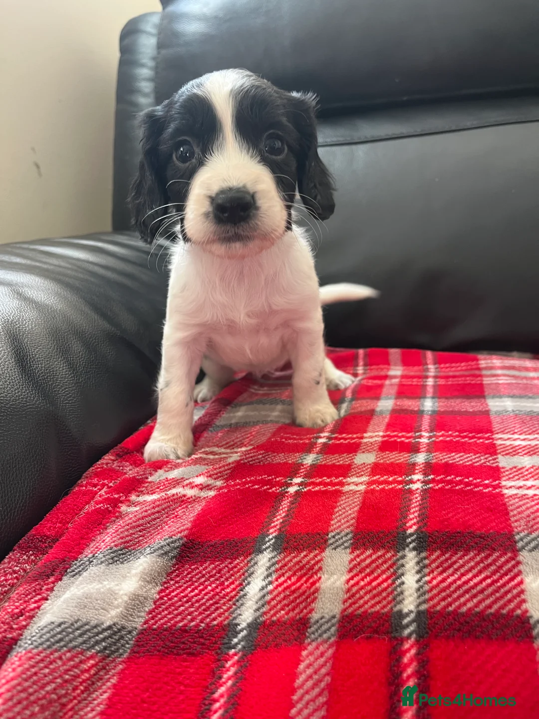 Sprocker dogs for sale: Sprocker spaniel puppies  - Advert 5