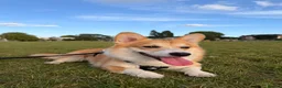 Welsh Corgi Pembroke dogs for stud: KC Registered Pembroke Welsh Corgi Stud Available in London - Advert 3