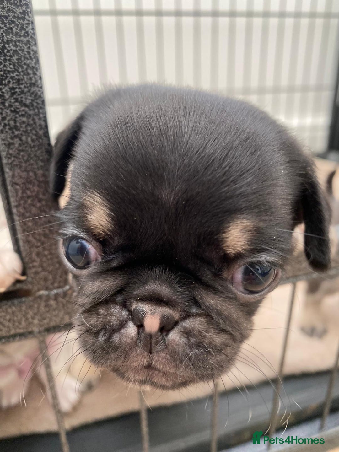 Pug dogs for sale: Puppy pugs! - Advert 4