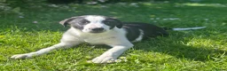 Border Collie dogs for sale: Working Border collie puppies  - Advert 2