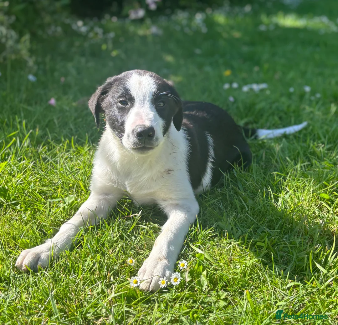 Border Collie dogs for sale: Working Border collie puppies  - Advert 2