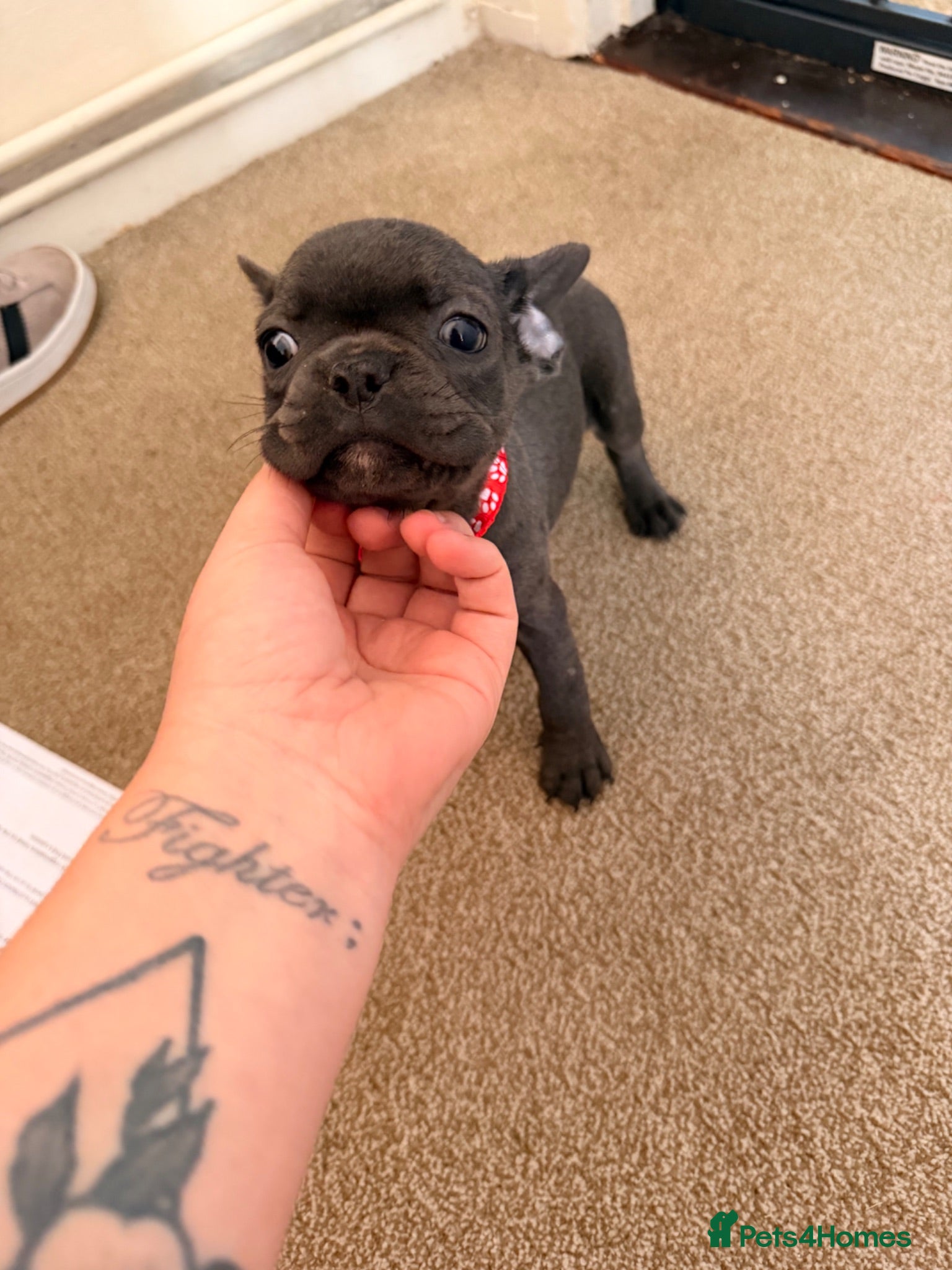 Mixed Breed dogs LAST MALE FRENCH BULLDOG CROSS PUPPY - Advert 12
