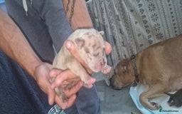Mixed Breed dogs for sale: 8 Bully X Puppies  - Image 31