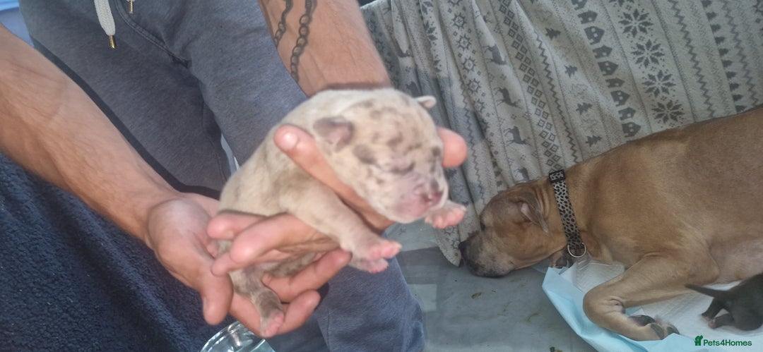 Mixed Breed dogs for sale: 8 Bully X Puppies  - Image 31