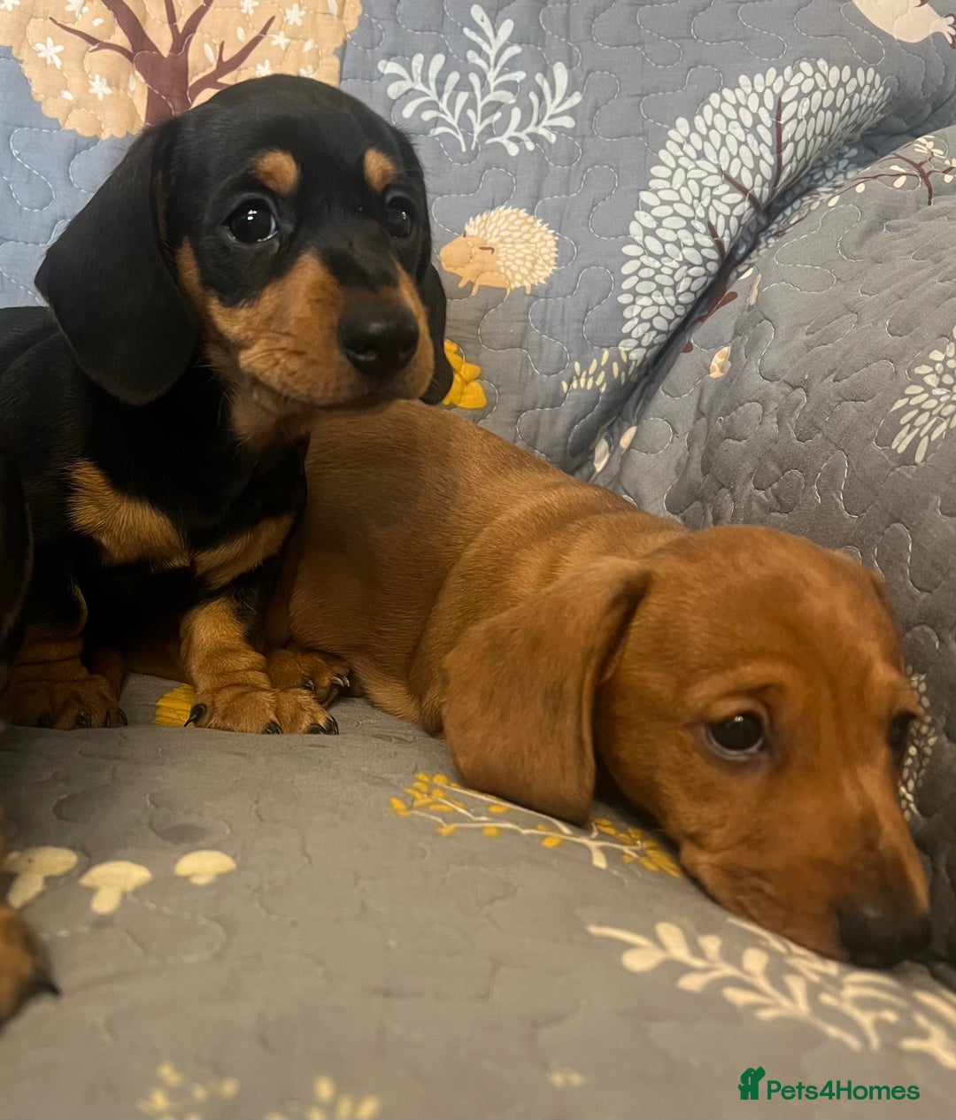 Miniature Dachshund dogs for sale: Miniature dachshund  - Image 3