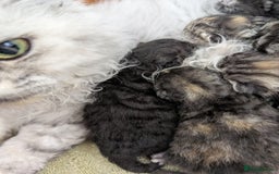 Selkirk Rex cats for sale:   💜 Selkirk Rex Kittens Ready 25th November 💜 - Image 10
