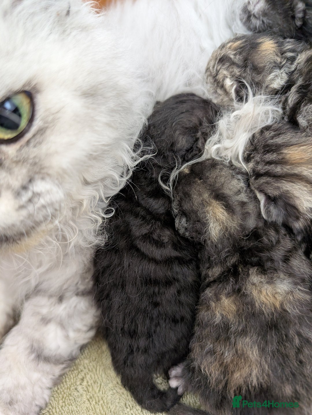 Selkirk Rex cats for sale:   💜 Selkirk Rex Kittens Ready 25th November 💜 - Image 10
