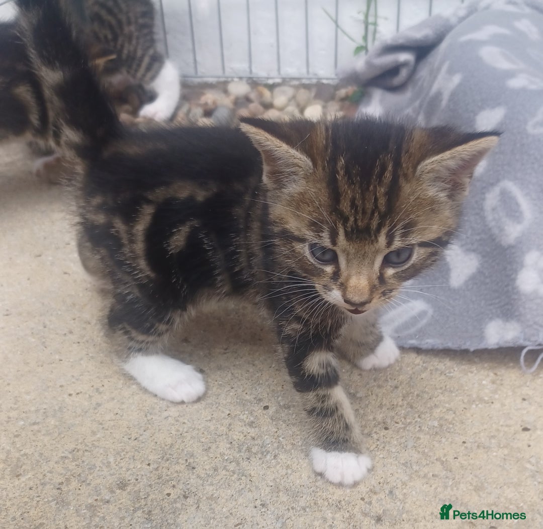 Mixed Breed cats for sale: Gorgeous Bengal x babies **READY NOW** - Image 22
