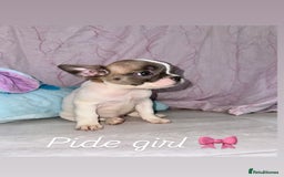 French Bulldog dogs for sale: Stunning French bulldogs 😍 - Image 10