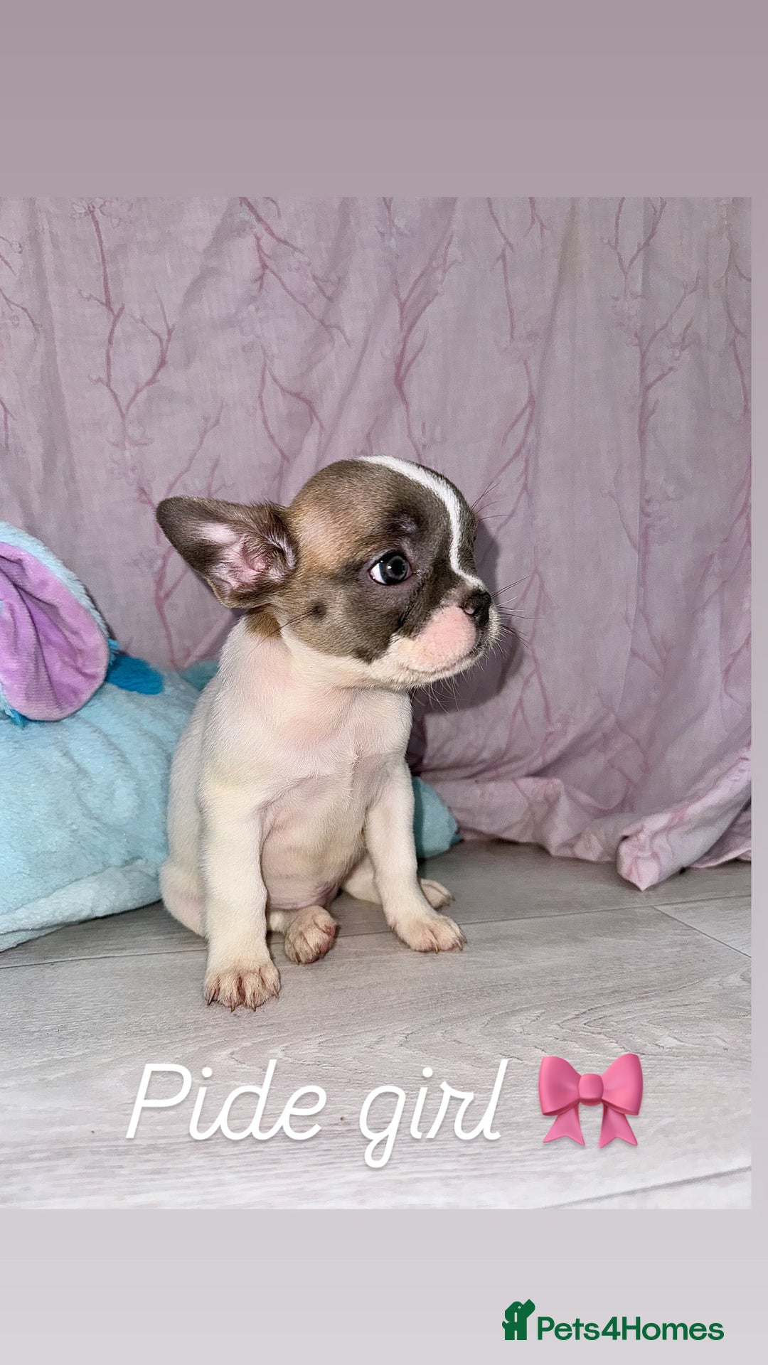 French Bulldog dogs for sale: Stunning French bulldogs 😍 - Image 10