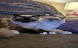 Ragdoll cats for sale: 💎 2 Exceptional Pedigree Ragdolls-young adults💎 - Image 12
