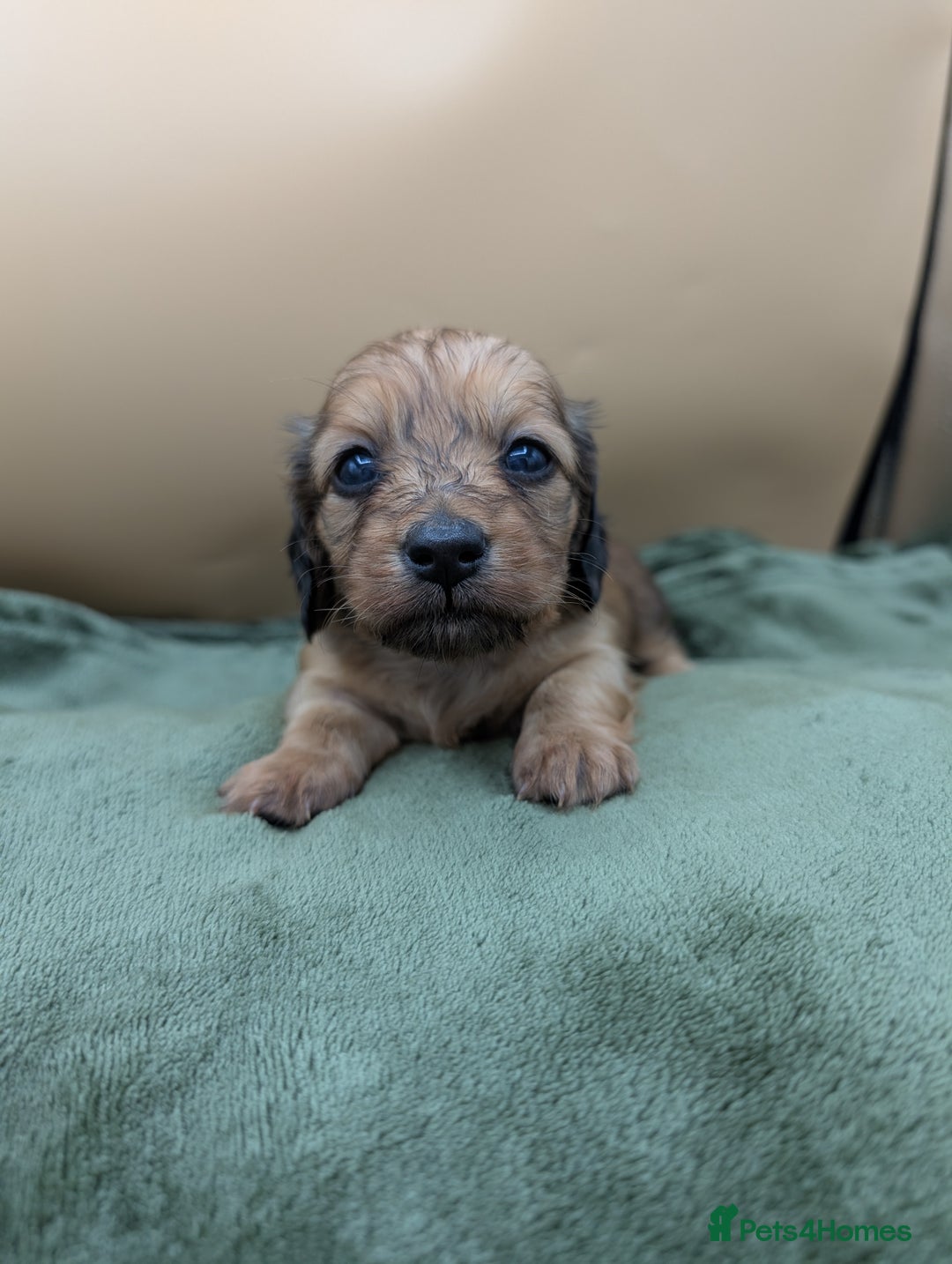 Miniature Dachshund dogs for sale: KC LONGHAIRED MINIATURE DACHSHUNDS  - Image 8