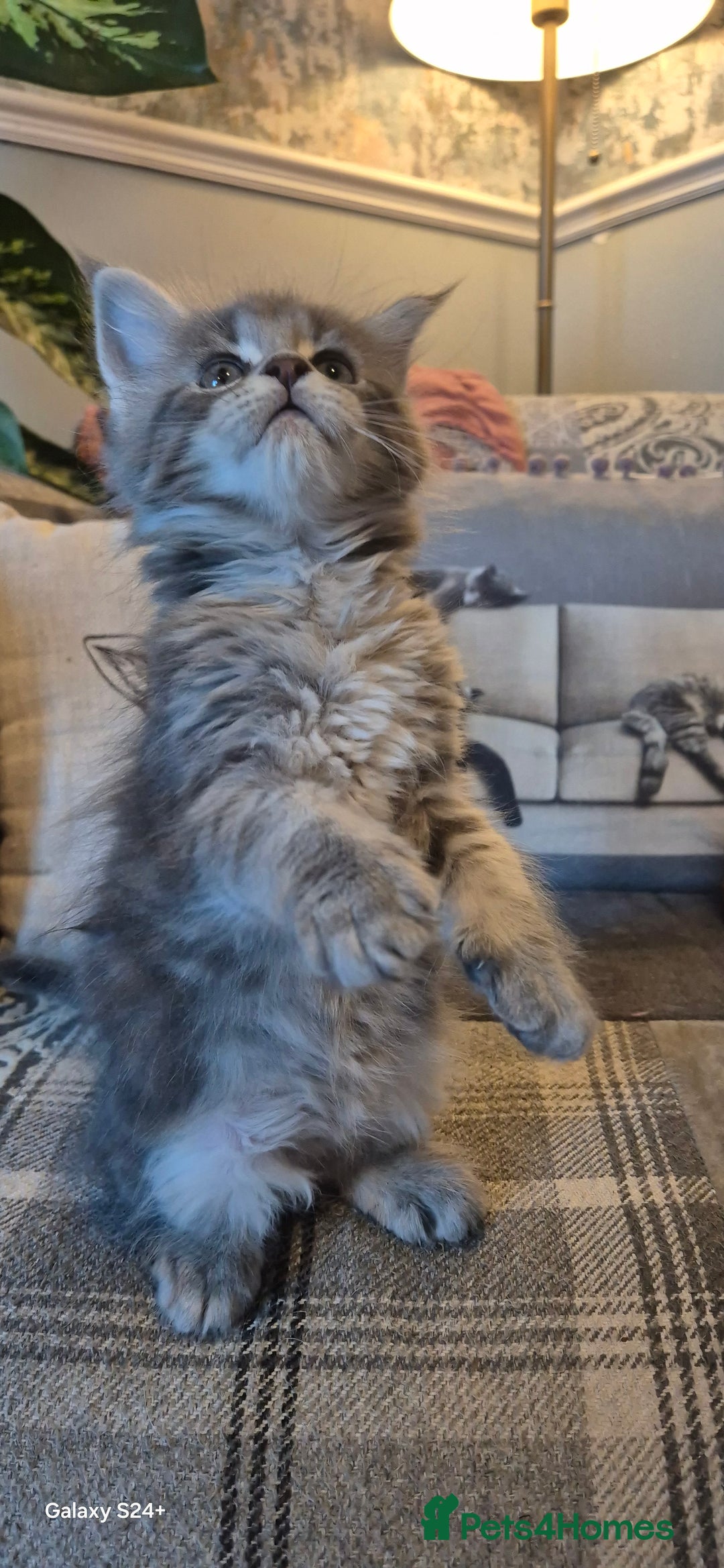 Maine Coon cats for sale: GCCF registered Pedigree Maine Coon Kittens - Advert 17