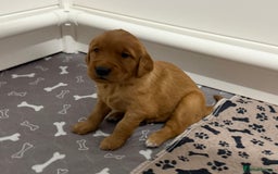 Golden Retriever dogs for sale: Dark Red Golden Retriever Pups  - Image 23