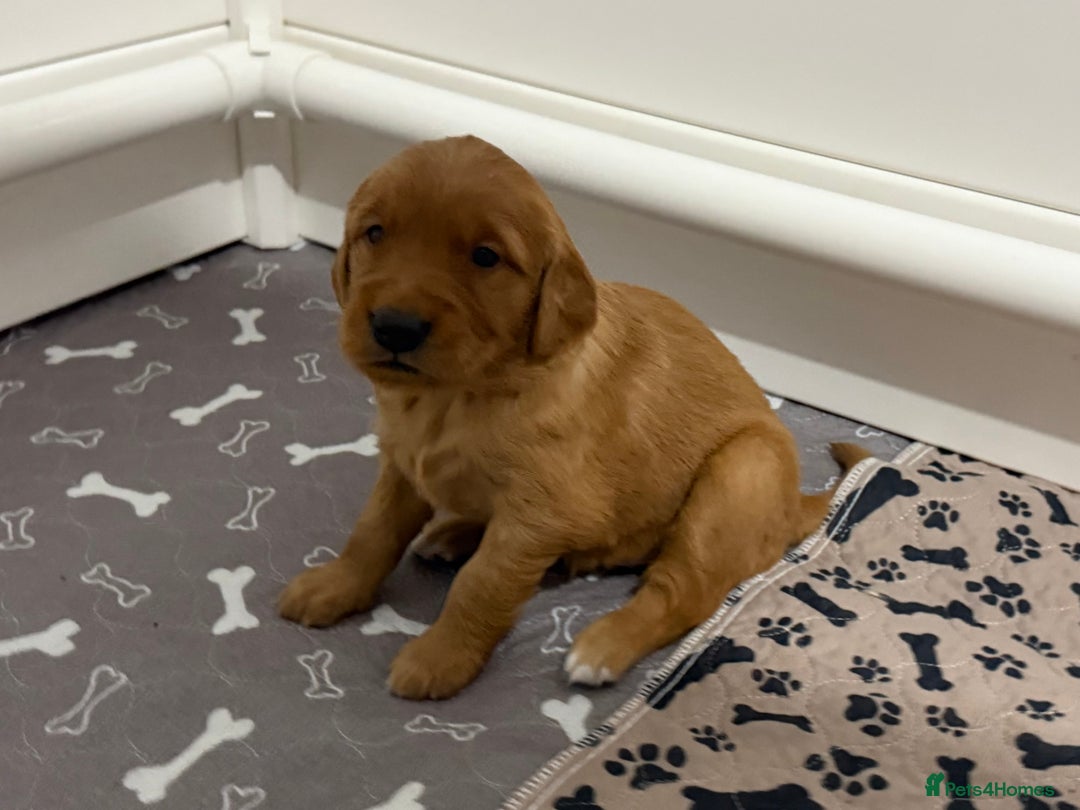 Golden Retriever dogs for sale: Dark Red Golden Retriever Pups  - Image 23
