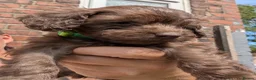 Cockapoo dogs for sale: F2b cockapoo pups health test parents - Advert 15