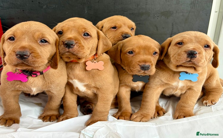 Labrador Retriever dogs - Advert 2
