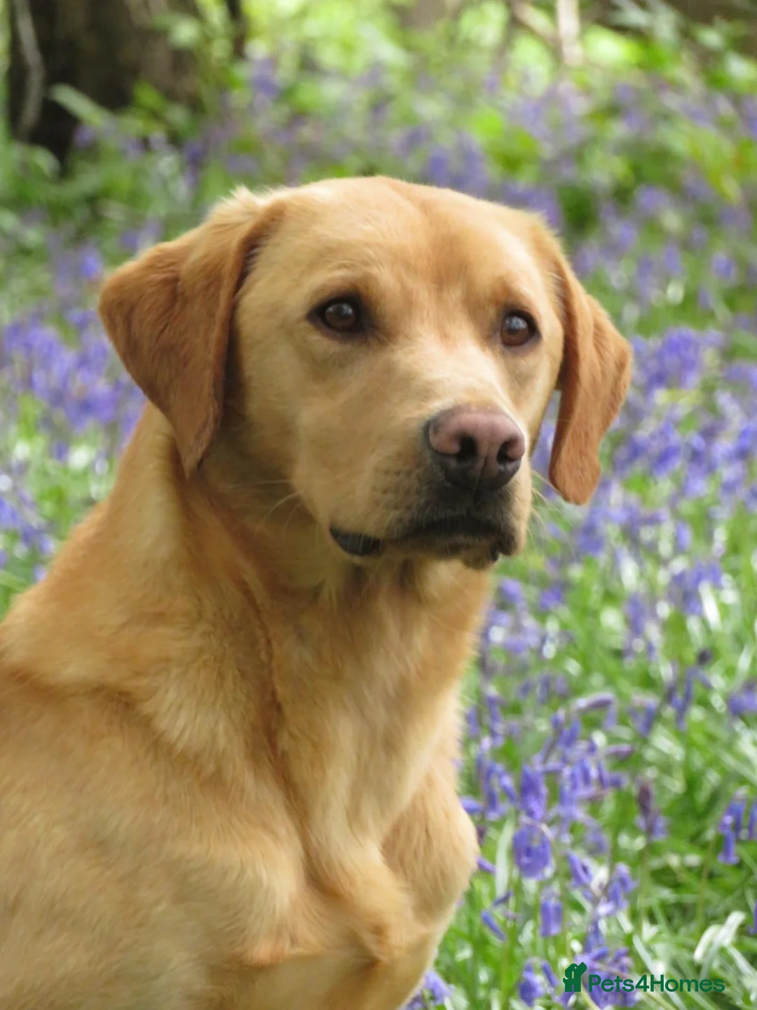Labrador Retriever dogs for sale: Fantastic litter of Labradors due 6/5/27 - Advert 11