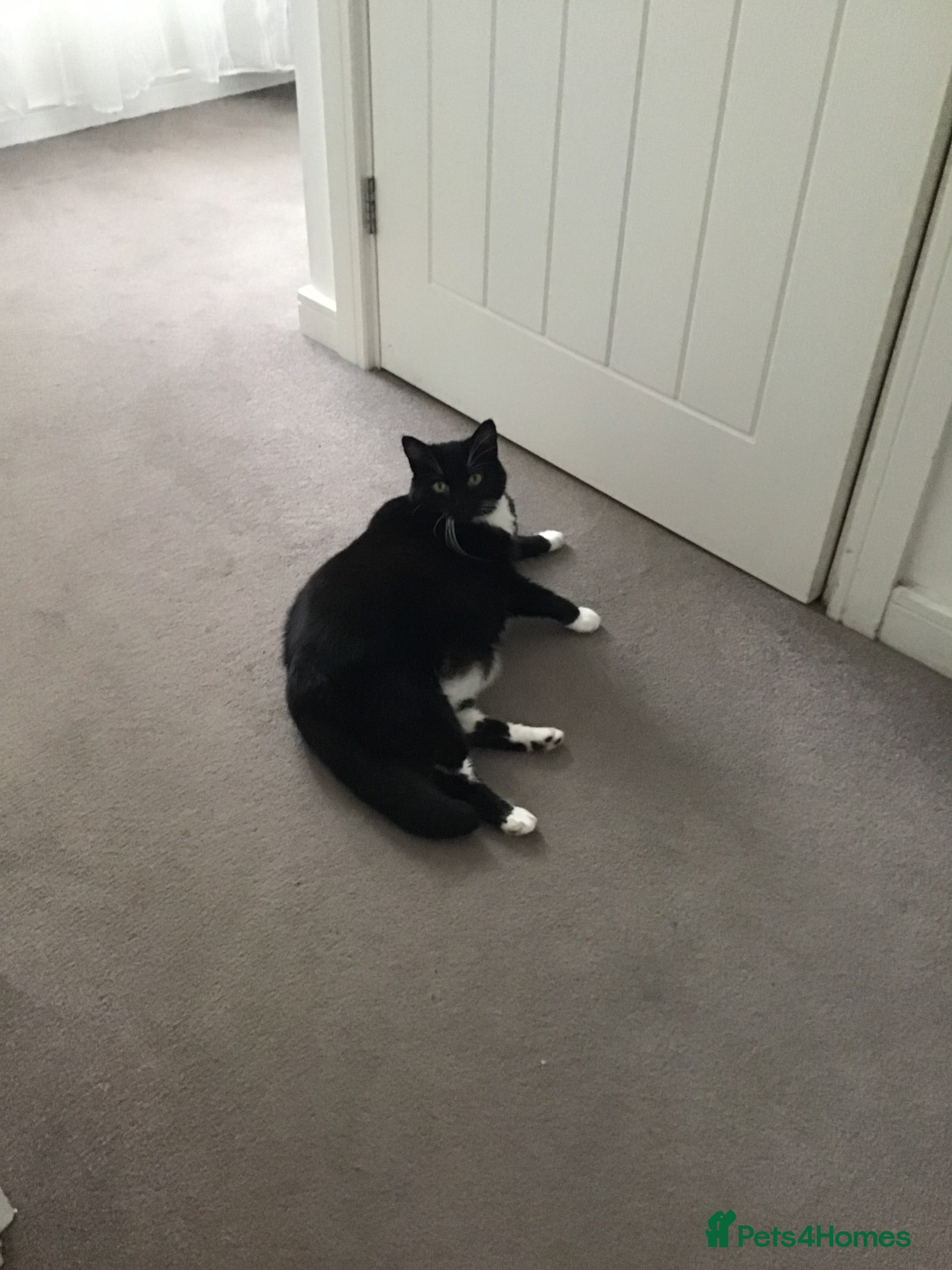 British Shorthair cats Lily Mature Black and White British - Advert 7