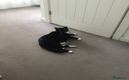 British Shorthair cats for sale: Lily Mature Black and White British - Image 1