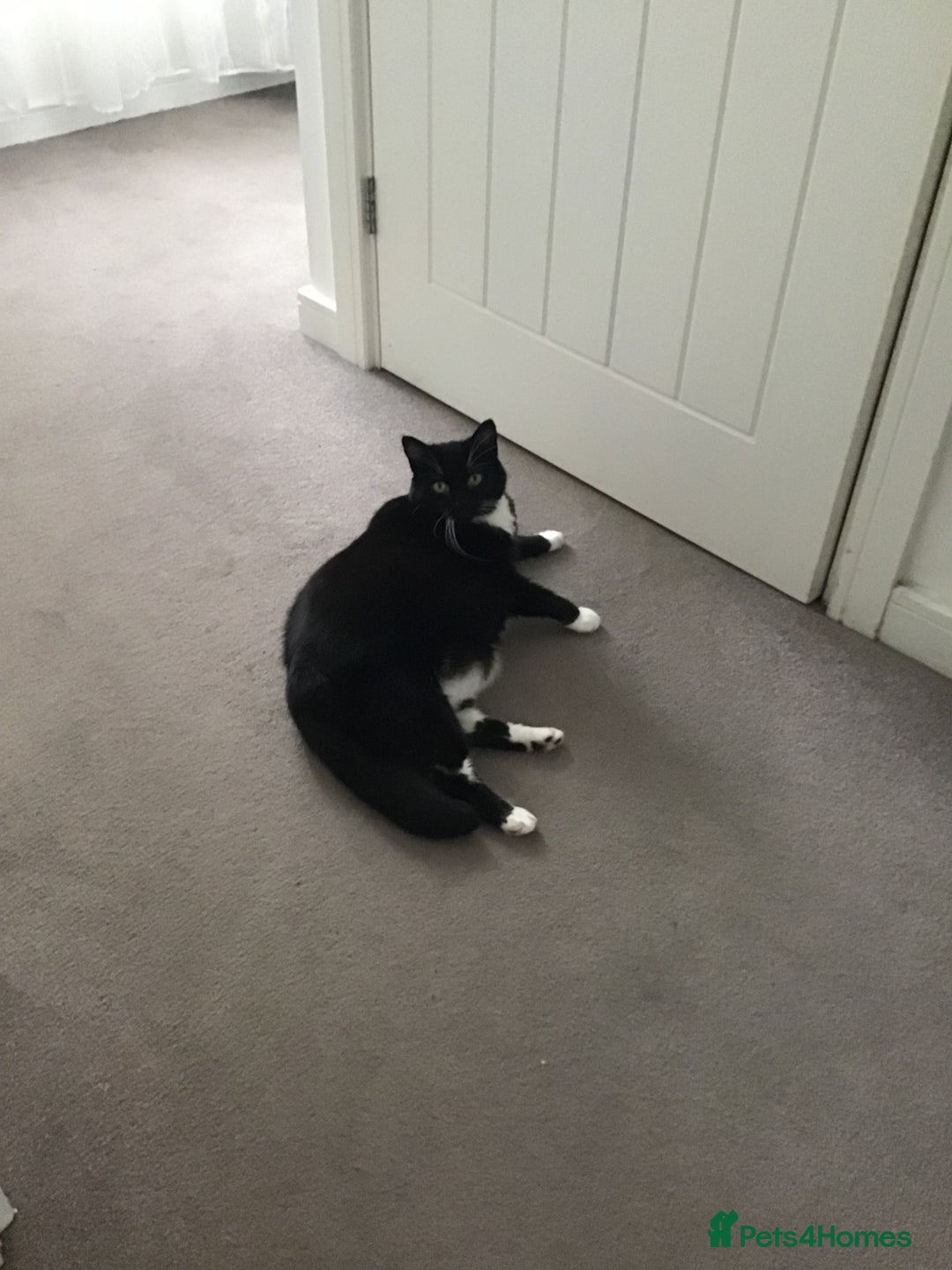 British Shorthair cats for sale: Lily Mature Black and White British - Image 1