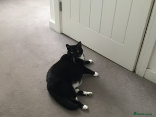 British Shorthair cats for sale - Advert 1